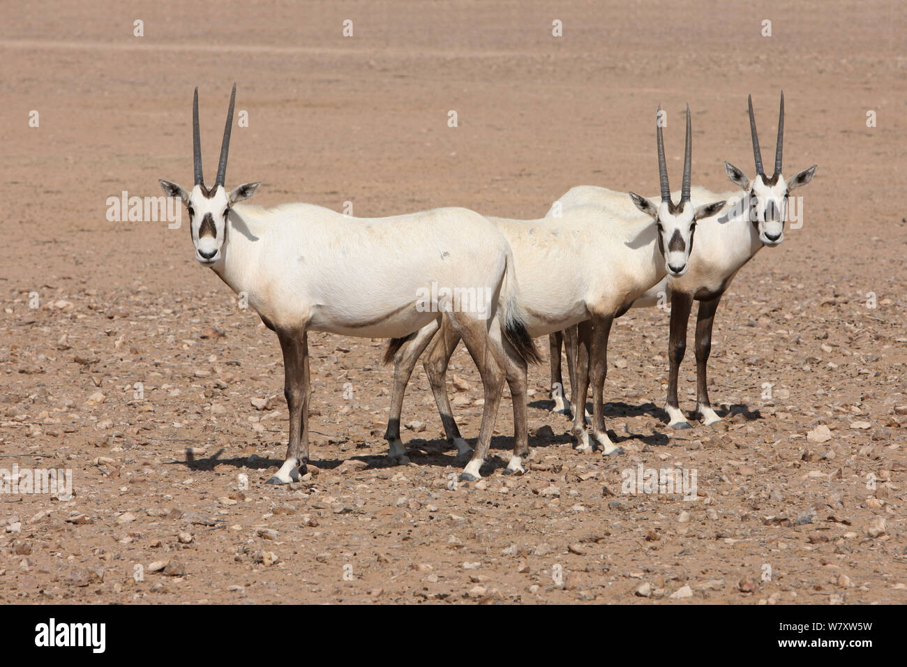 Oryx d'arabie (Oryx leucoryx) plaine de gravier sur trois, d'Oman, novembre. Pris dans les grande enceinte à l'intérieur de la zone protégée. Banque D'Images