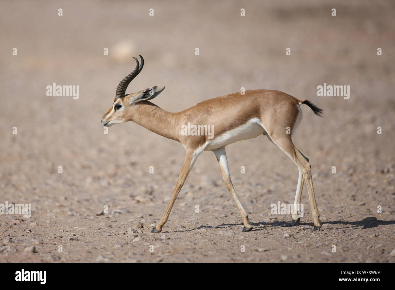 Arabian (Gazella gazella) plaine de gravier sur les adultes, d'Oman, novembre Banque D'Images