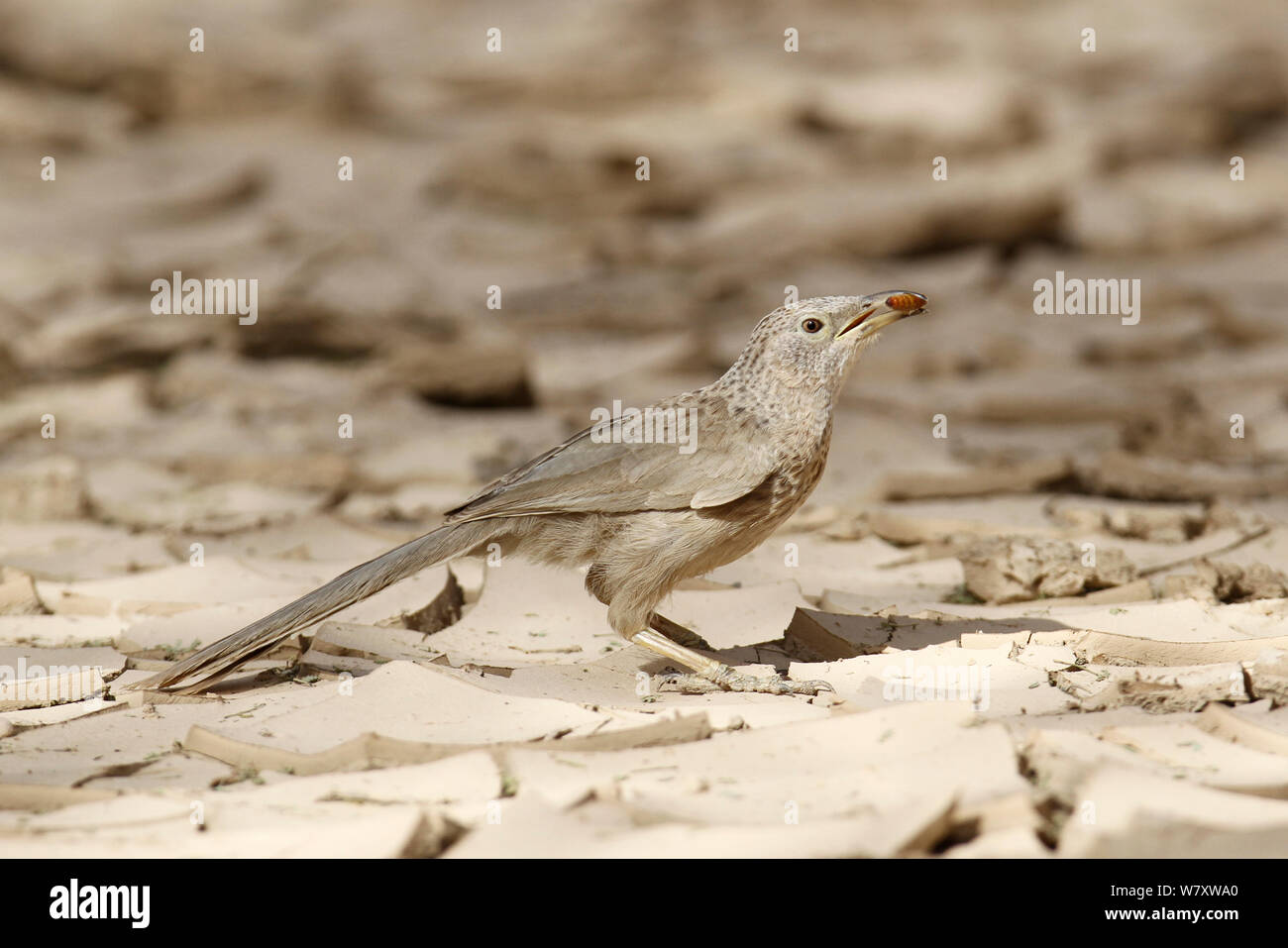 Cratérope écaillé (Turdoides squamiceps) avec de la nourriture, de l'Oman, avril Banque D'Images