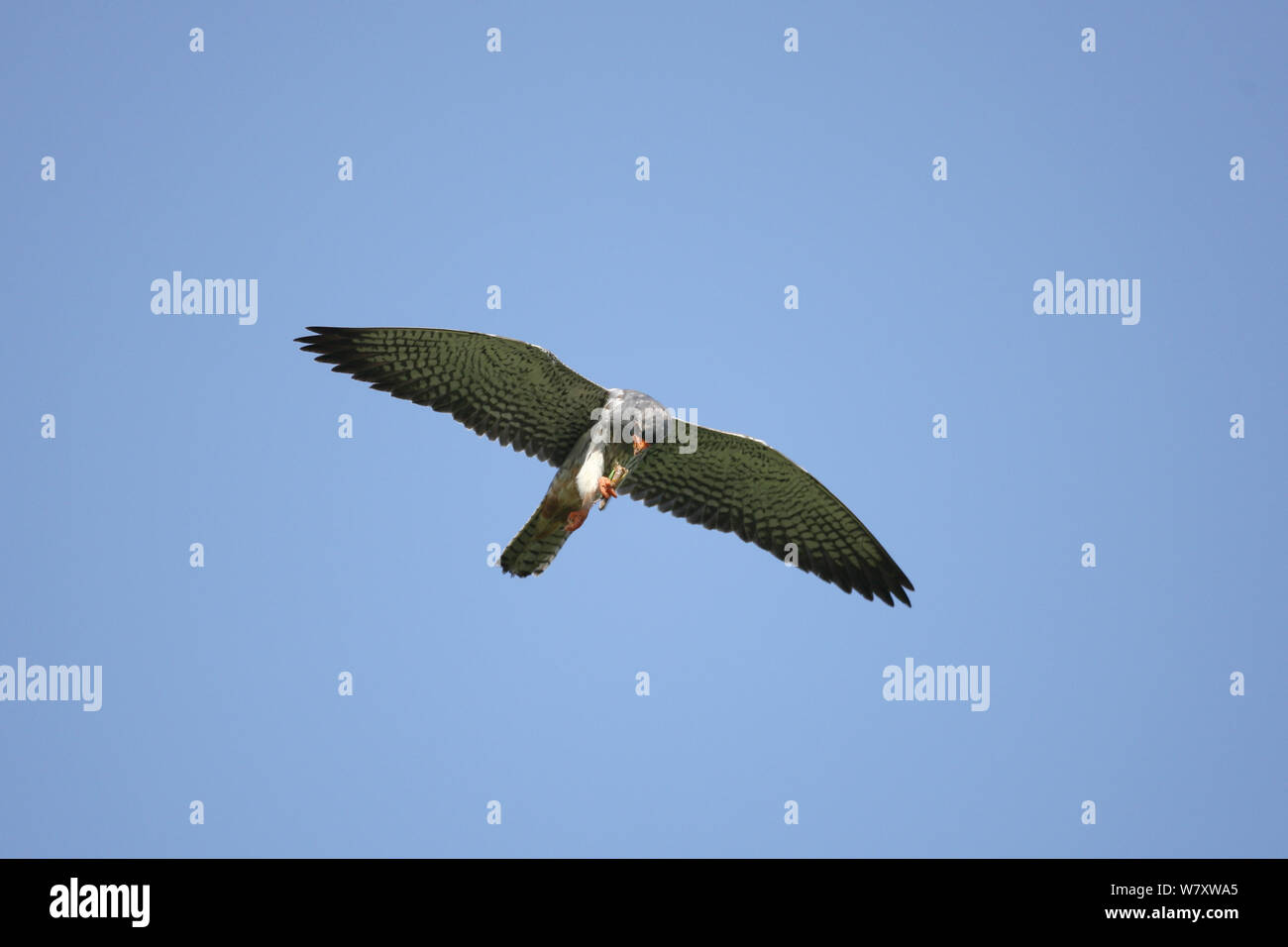 Falcon (Falco amurensis Amur) en vol transportant des proies, Oman, Mai Banque D'Images