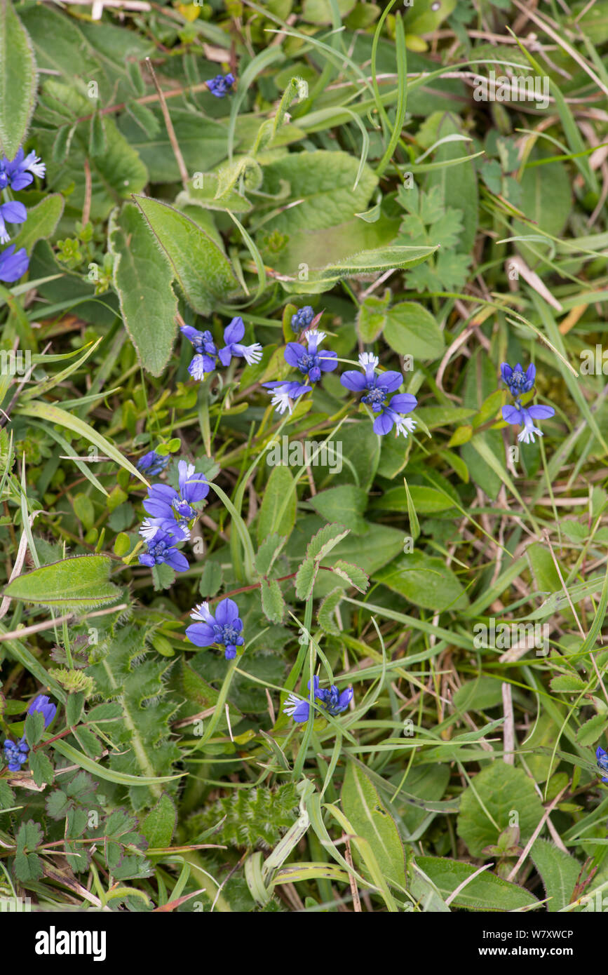 Polygale incarnat (Polygala vulgaris) floraison, Oxfordshire, Angleterre, peut. Banque D'Images