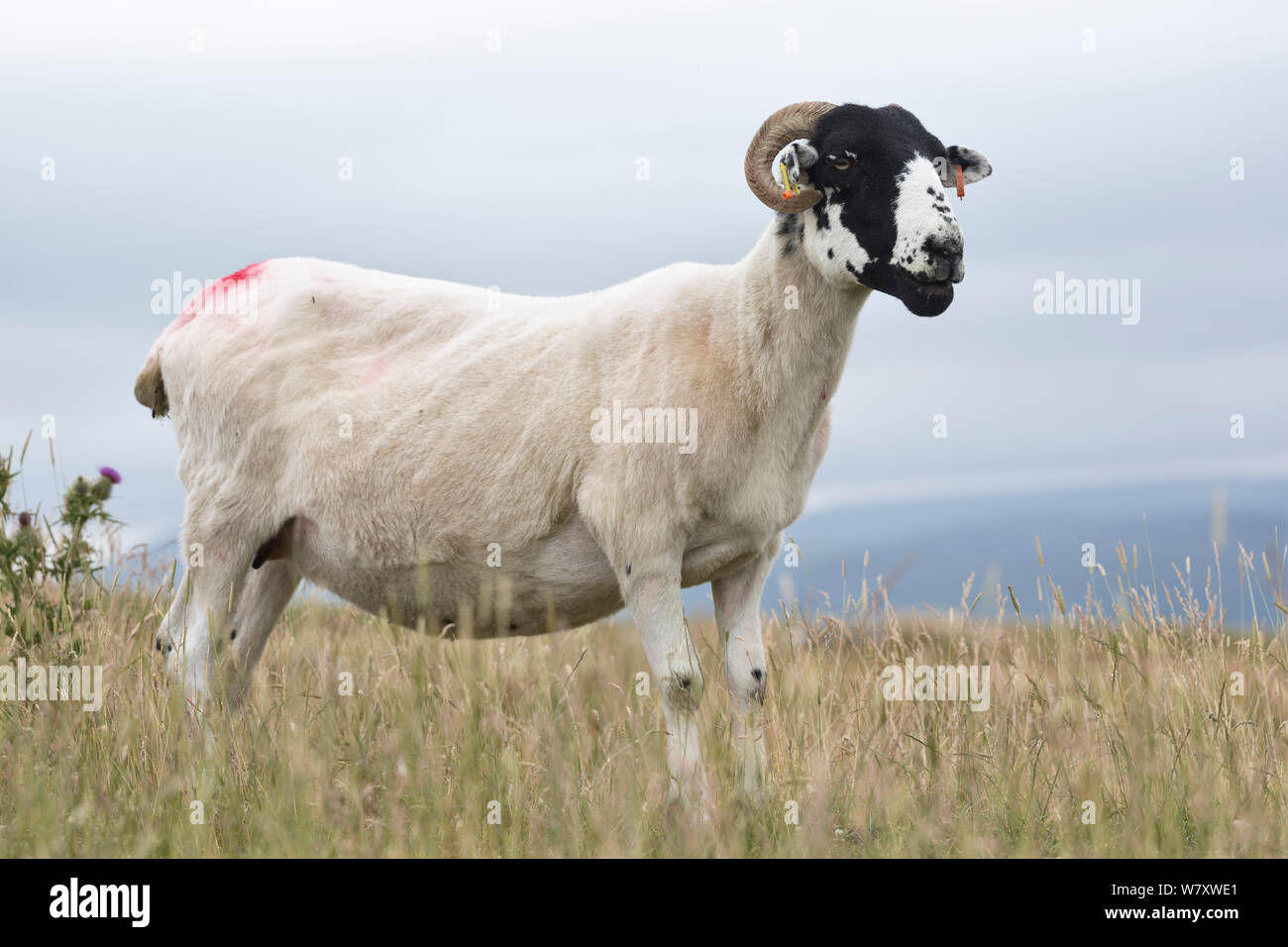 Swaledale (Ovis aries) brebis tondue récemment, Cumbria, Royaume-Uni, juillet. Banque D'Images