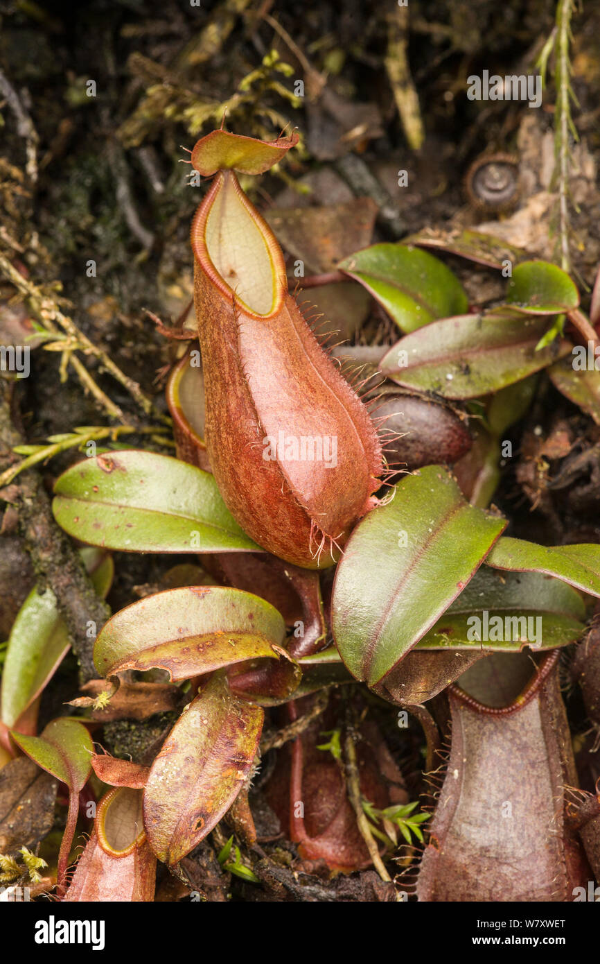 La sarracénie pourpre (Nepenthes tentaculatum) Parc National de Kinabalu, Sabah, Bornéo. Banque D'Images