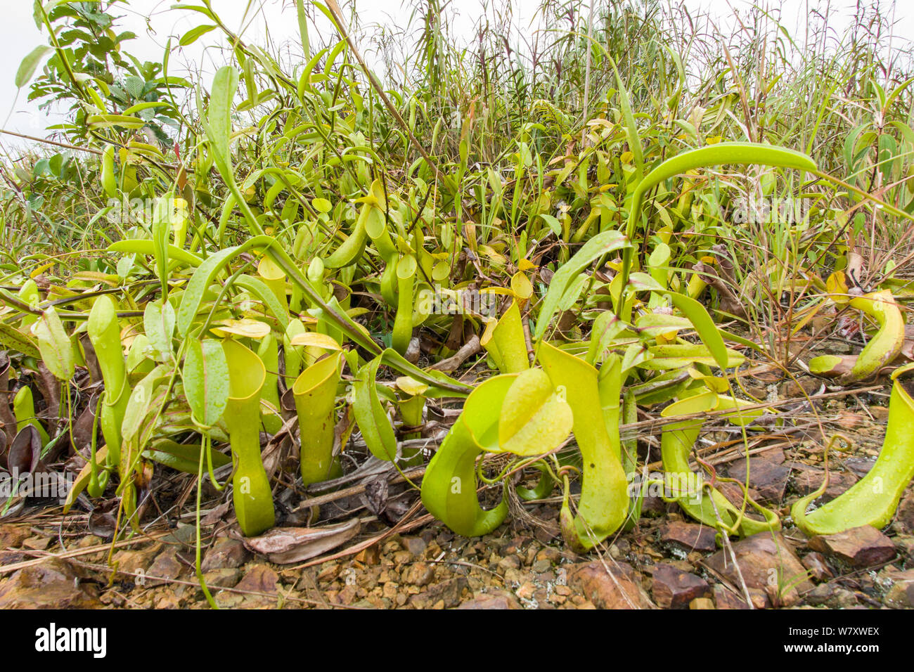 La sarracénie pourpre (Nepenthes reinwardtiana) Sabah, Bornéo. Banque D'Images