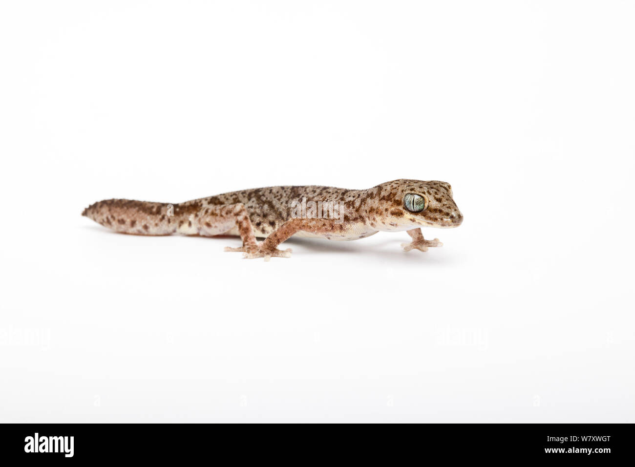 Diplodactylus tessellatus tesselé (gecko) sur fond blanc, captive se produit en Australie. Banque D'Images