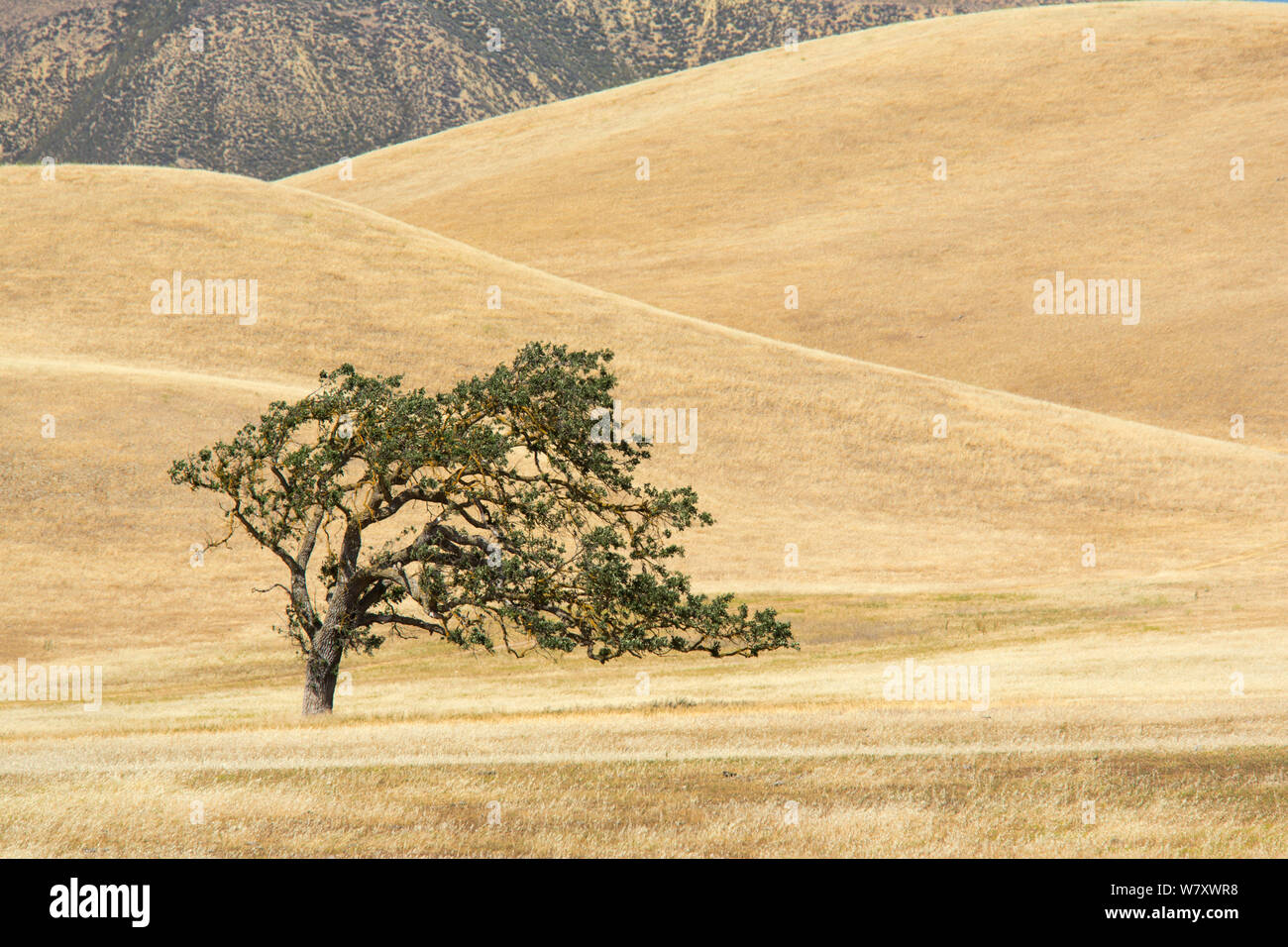 Live Oak Canyon (Quercus chrysolepis) Diablo Range, en Californie, USA, Juin.. Banque D'Images