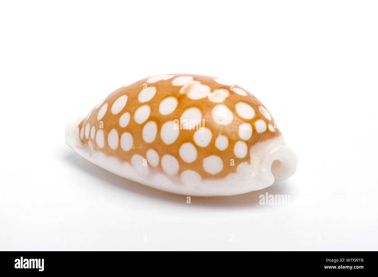 Tan et blanc (Cribrarula cribaria cowrie shell), sur fond blanc. Banque D'Images