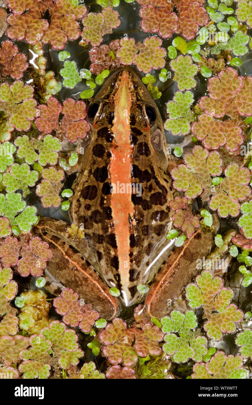 L'Herbe de Mascarene (grenouille Ptychadena mascareniensis camouflés parmi les plantes de l'eau), endémique à Madagascar. Banque D'Images