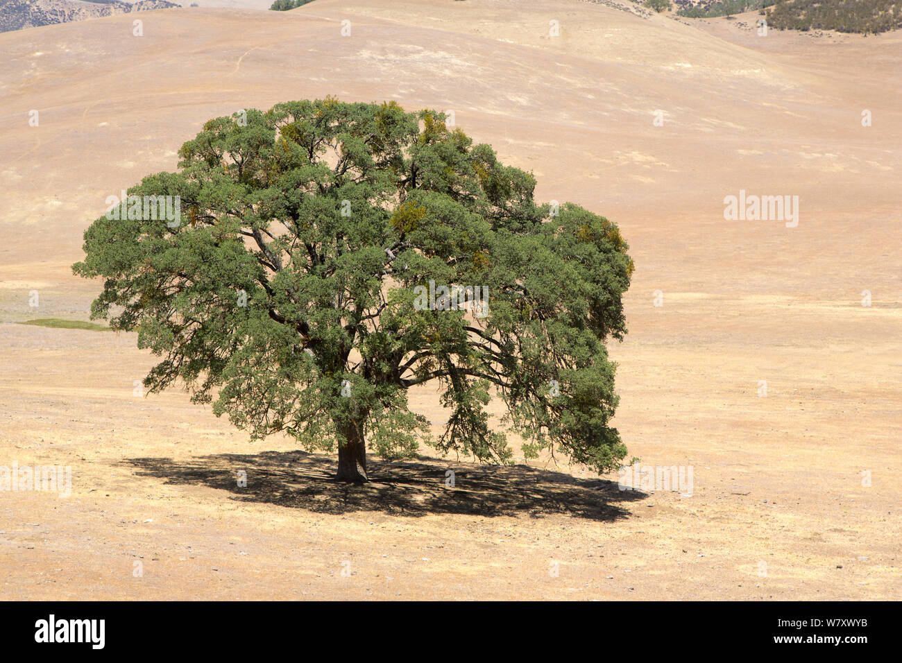 Live Oak Canyon (Quercus chrysolepis) Diablo Range, en Californie, USA, juin. Banque D'Images