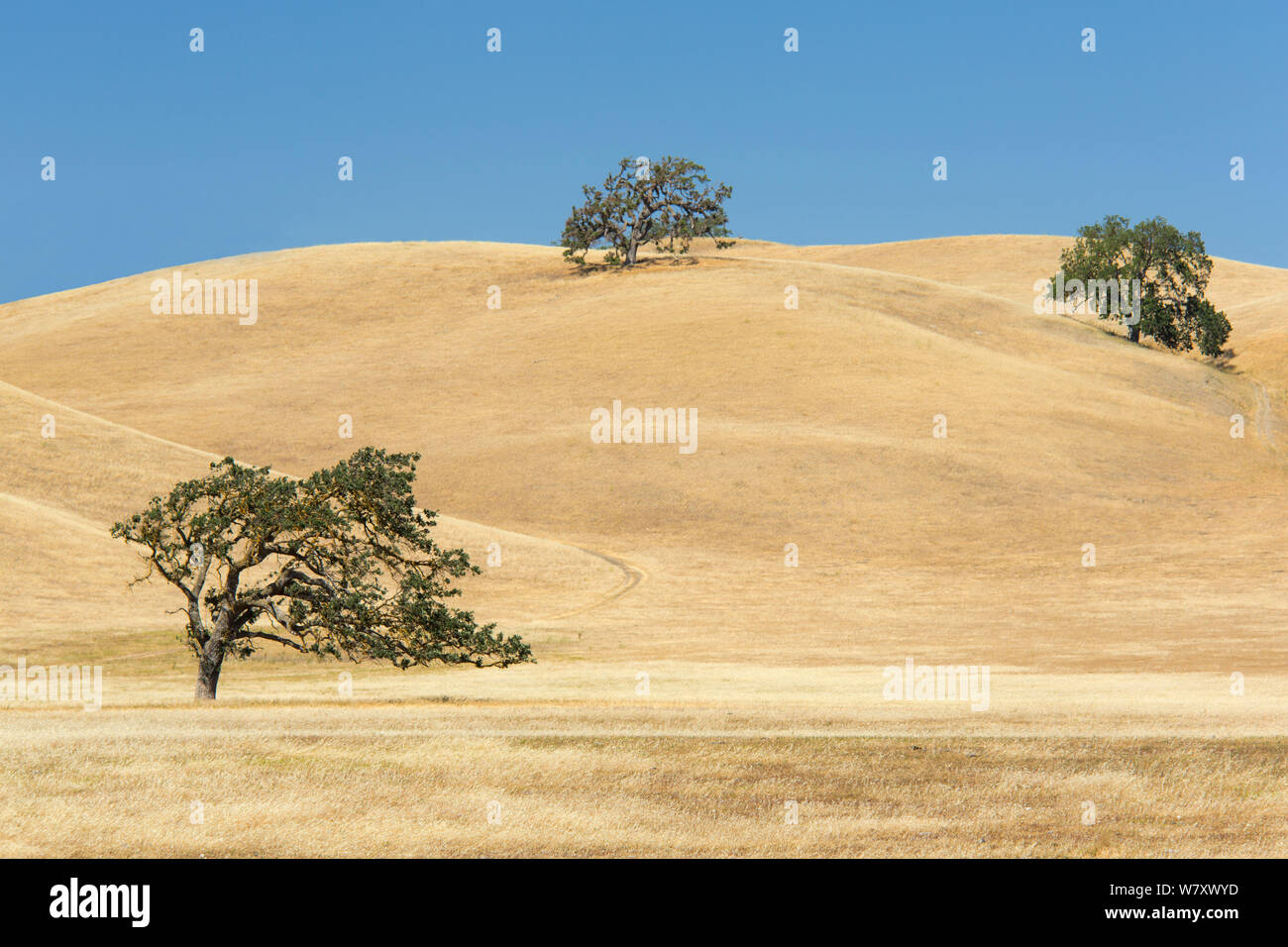 Live Oak Canyon (Quercus chrysolepis) dans l'habitat, Diablo Range, en Californie, USA, juin. Banque D'Images