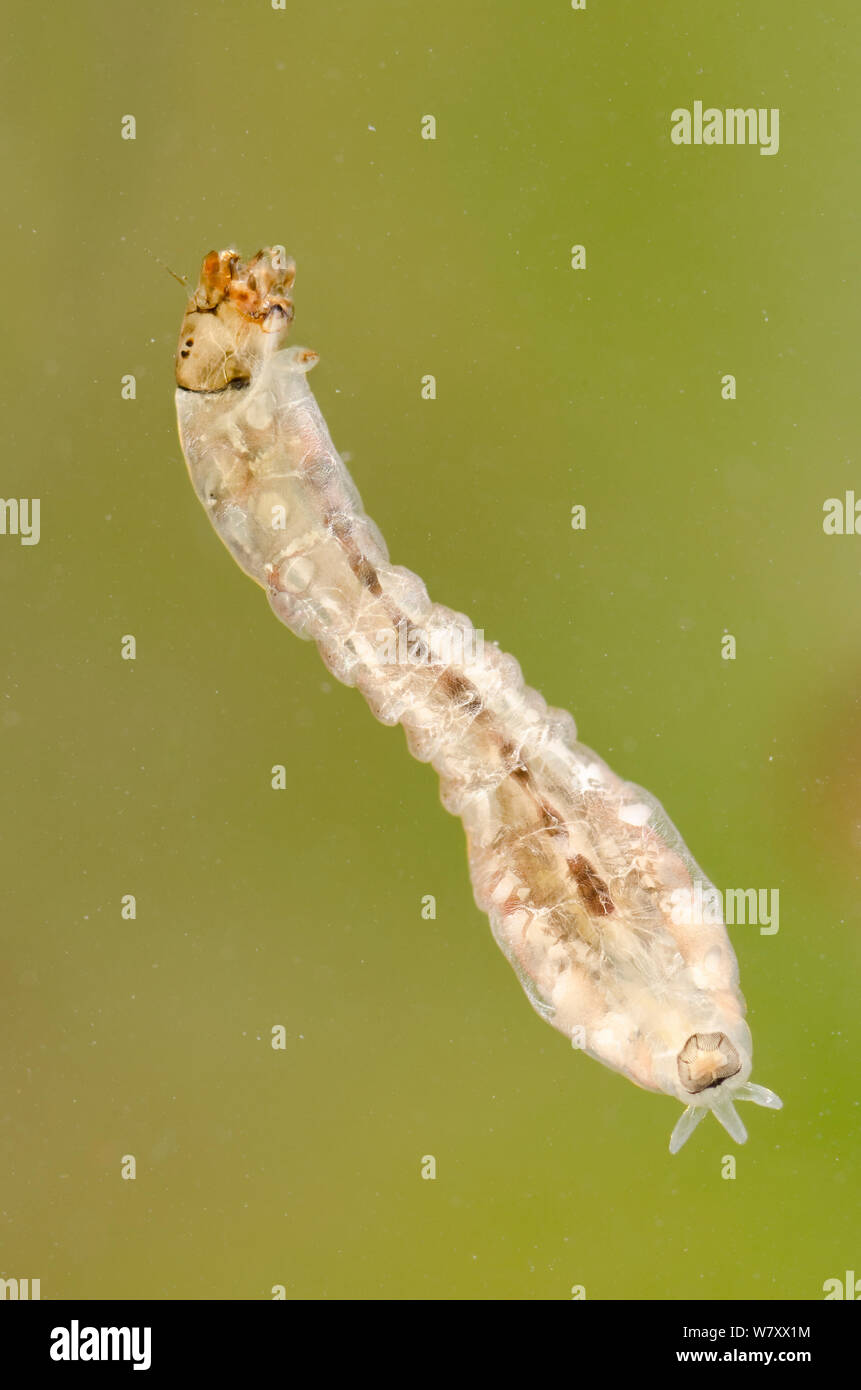 Larve de mouche noire (Simuliidae) à l'aide de sa bouche en éventail pour attraper balais passant de débris organiques, Europe, février, conditions contrôlées. Banque D'Images