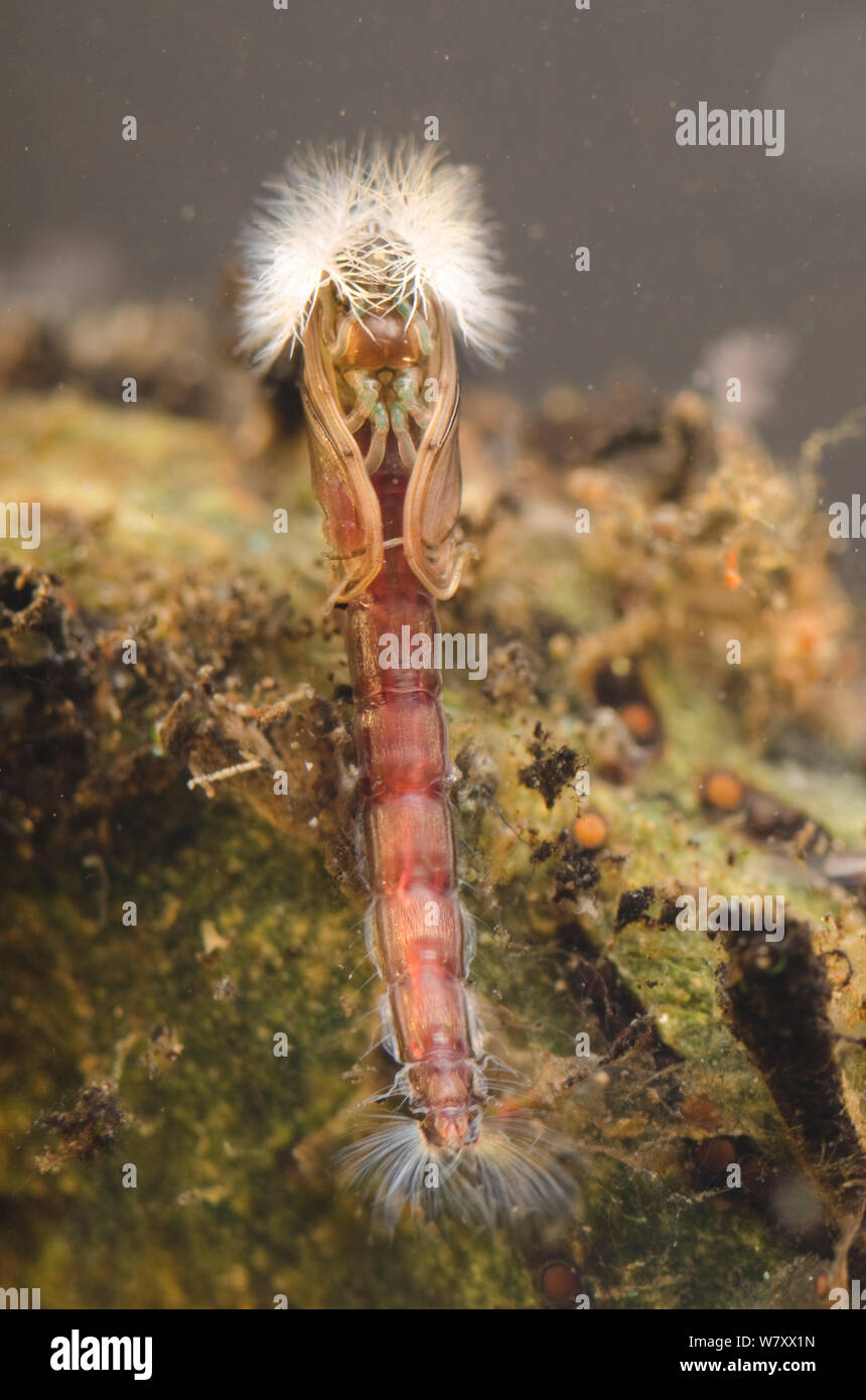 Les non-diptère piqueur (Chironomidae) chrysalide, l'Europe, en janvier, en conditions contrôlées. Image prise à l'aide de focus numérique L'empilage. Banque D'Images