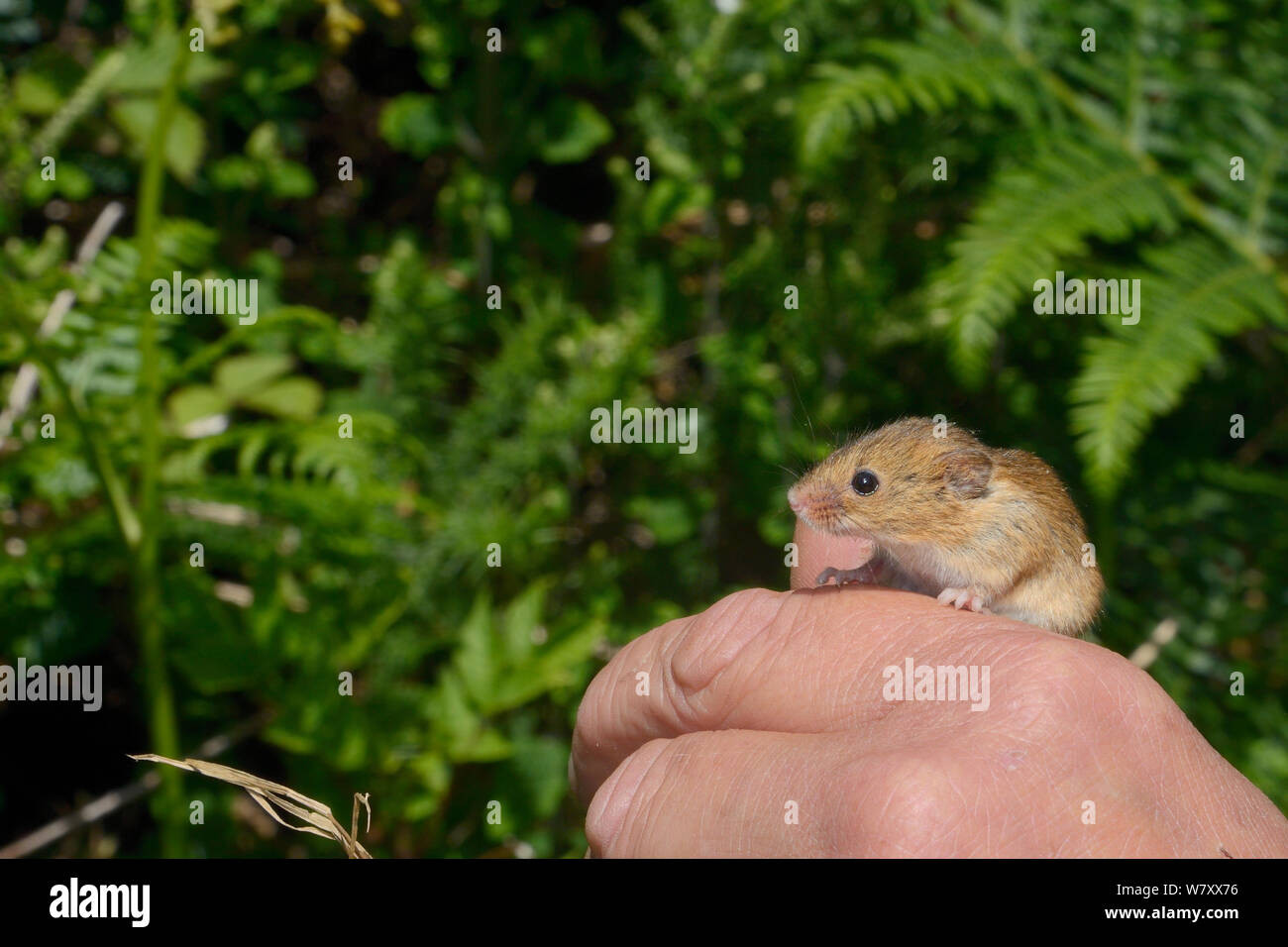 Souris en captivité (Micromys minutus), d'être libéré sur une réserve commune de bruyères, Kilkhampton, Cornwall, UK,juin. Parution du modèle. Banque D'Images