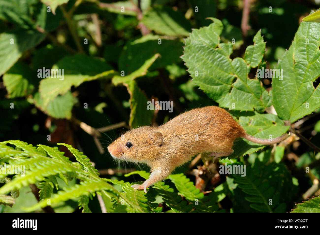 Souris en captivité (Micromys minutus) vient de paraître sur les ronces et les fougères sur une réserve commune de bruyères, Kilkhampton, Cornwall, UK, juin. Banque D'Images