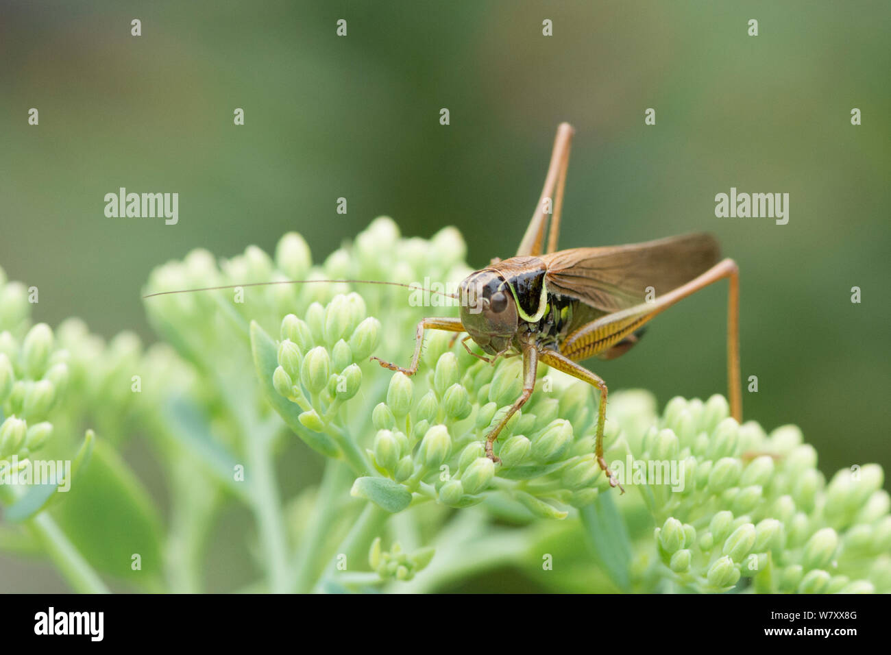 Roesel's Bush-cricket, insecte, cricket, Metrioptera roeselii, forme diluta, entièrement sous forme ailée, Sussex, UK, Juillet, Banque D'Images