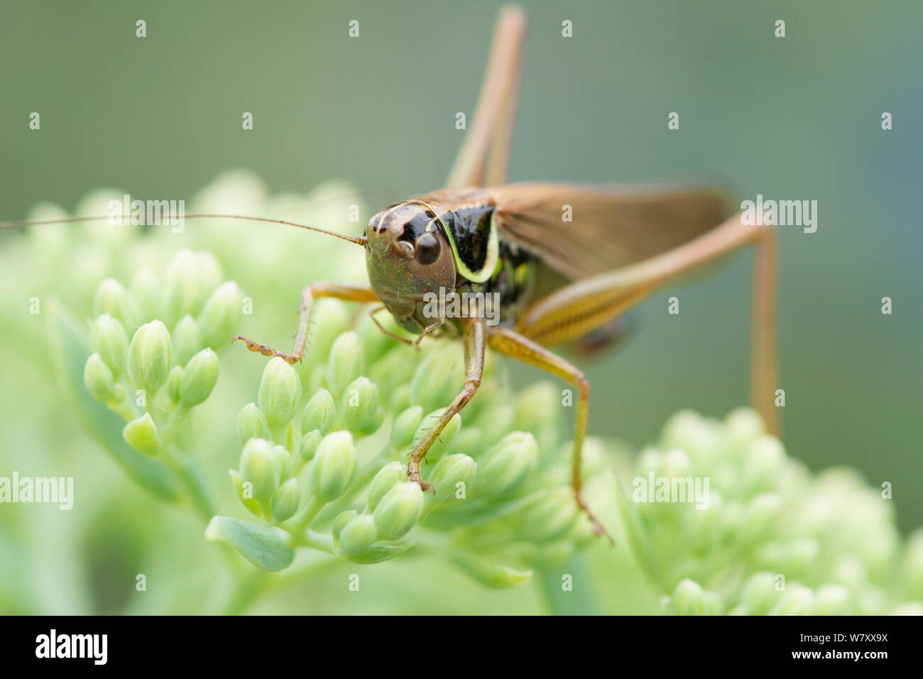 Roesel's Bush-cricket, insecte, cricket, Metrioptera roeselii, forme diluta, entièrement sous forme ailée, Sussex, UK, Juillet, Banque D'Images