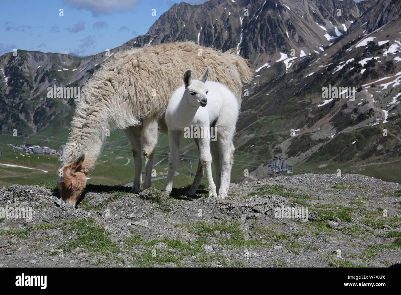 Lama femelle (Lama glama) avec les jeunes. Pyrénées françaises, France, juillet. Banque D'Images