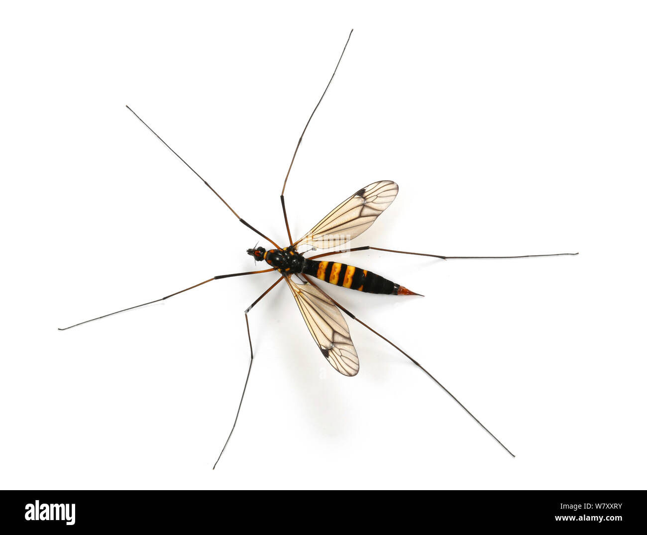 Cranefly (Nephrotoma crocata) femelle. Surrey, Angleterre, peut. Banque D'Images