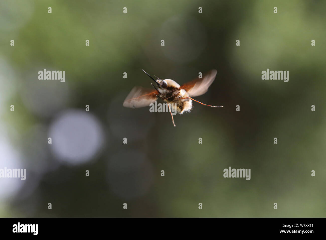 Bee fly (Bombylius major) homme planant, à la recherche de femelles. Surrey, Angleterre, peut. Banque D'Images