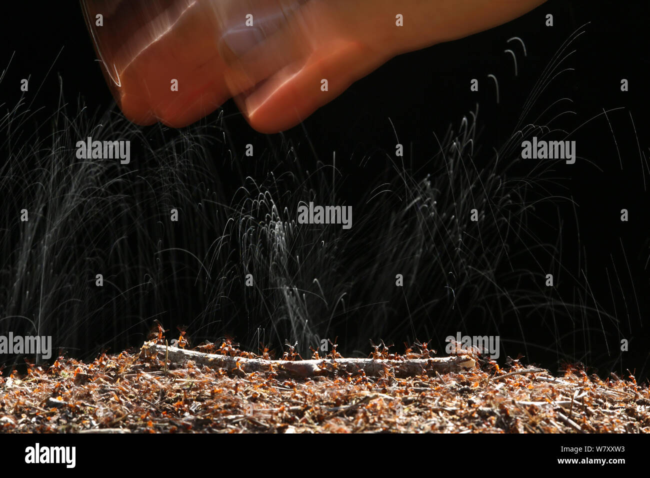 Les fourmis des bois (Formica rufa) projections d'acide formique à une main humaine, Surrey, Angleterre, juin. Banque D'Images