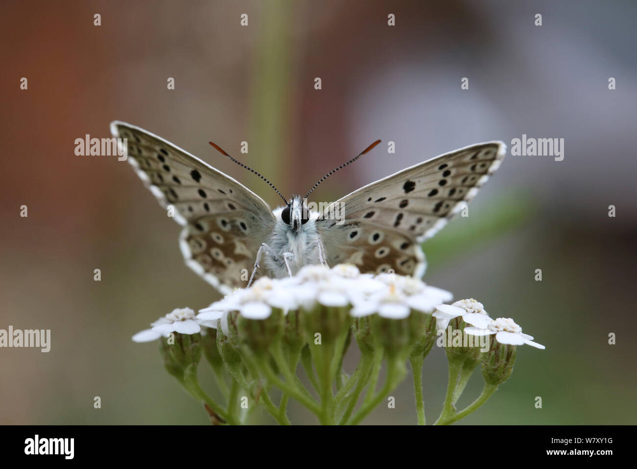 Chalkhill blue butterfly (Lysandra corydon) mâle sur l'achillée millefeuille, Surrey, Angleterre, juillet. Banque D'Images