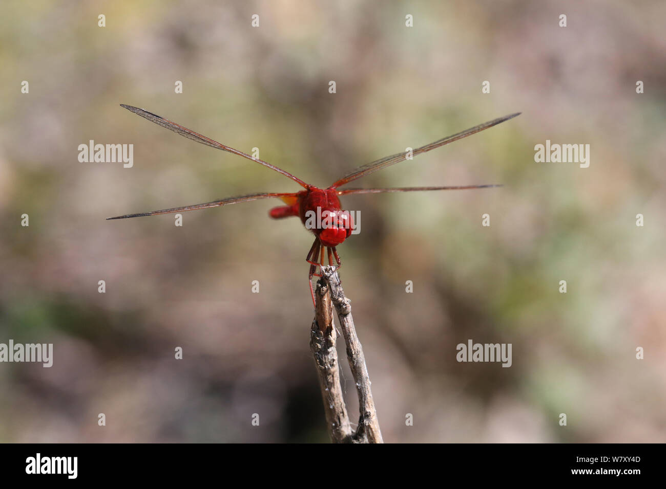 Libellule écarlate (Crocothemis erythraea dard) Bulgarie, juillet. Banque D'Images