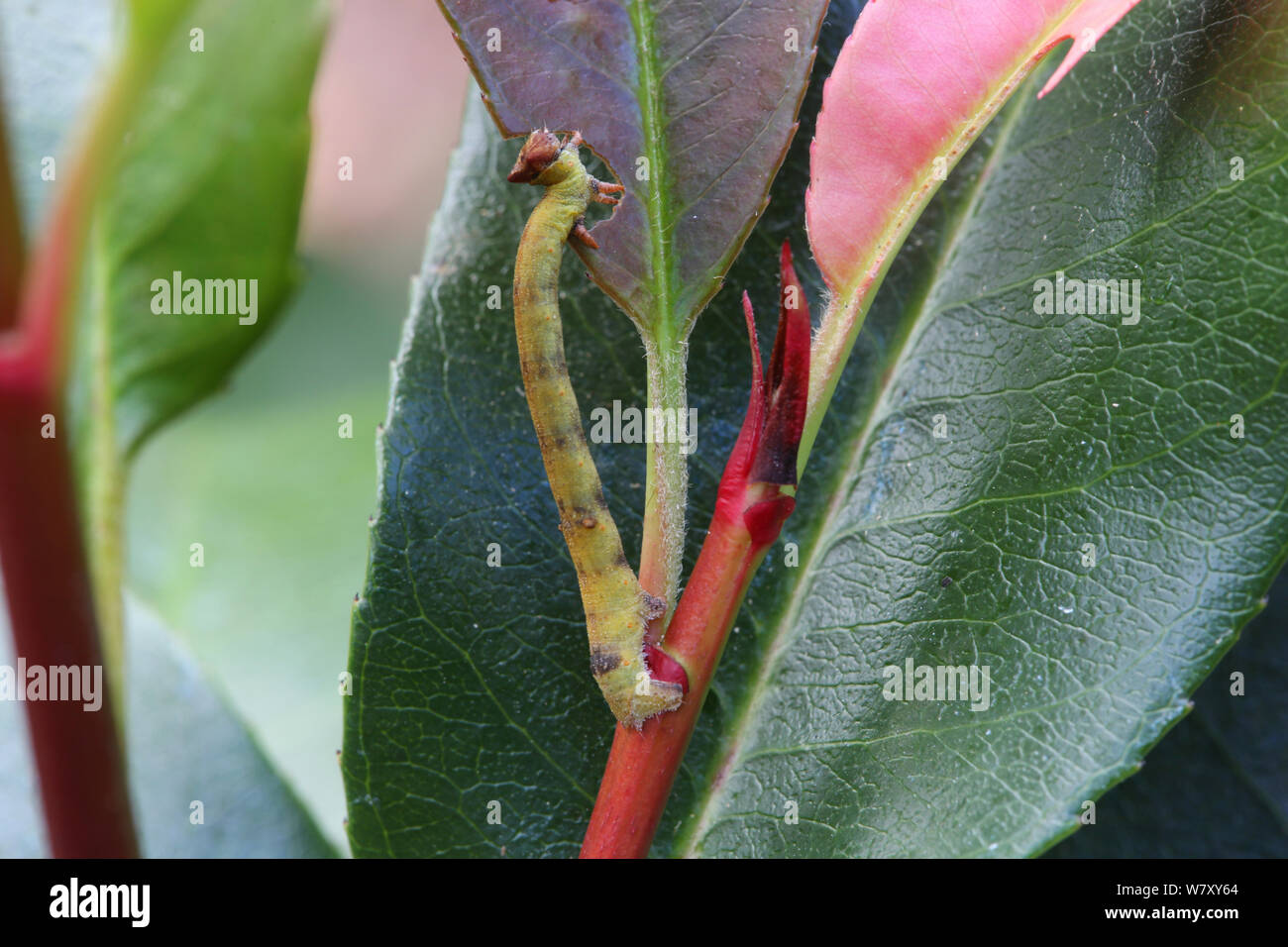Ourapteryx sambucaria papillon machaon (caterpillar) se nourrissent de feuilles (Photinia sp) montrant le camouflage couleur et forme pour correspondre à pétiole des feuilles. Surrey, Angleterre, octobre. Banque D'Images
