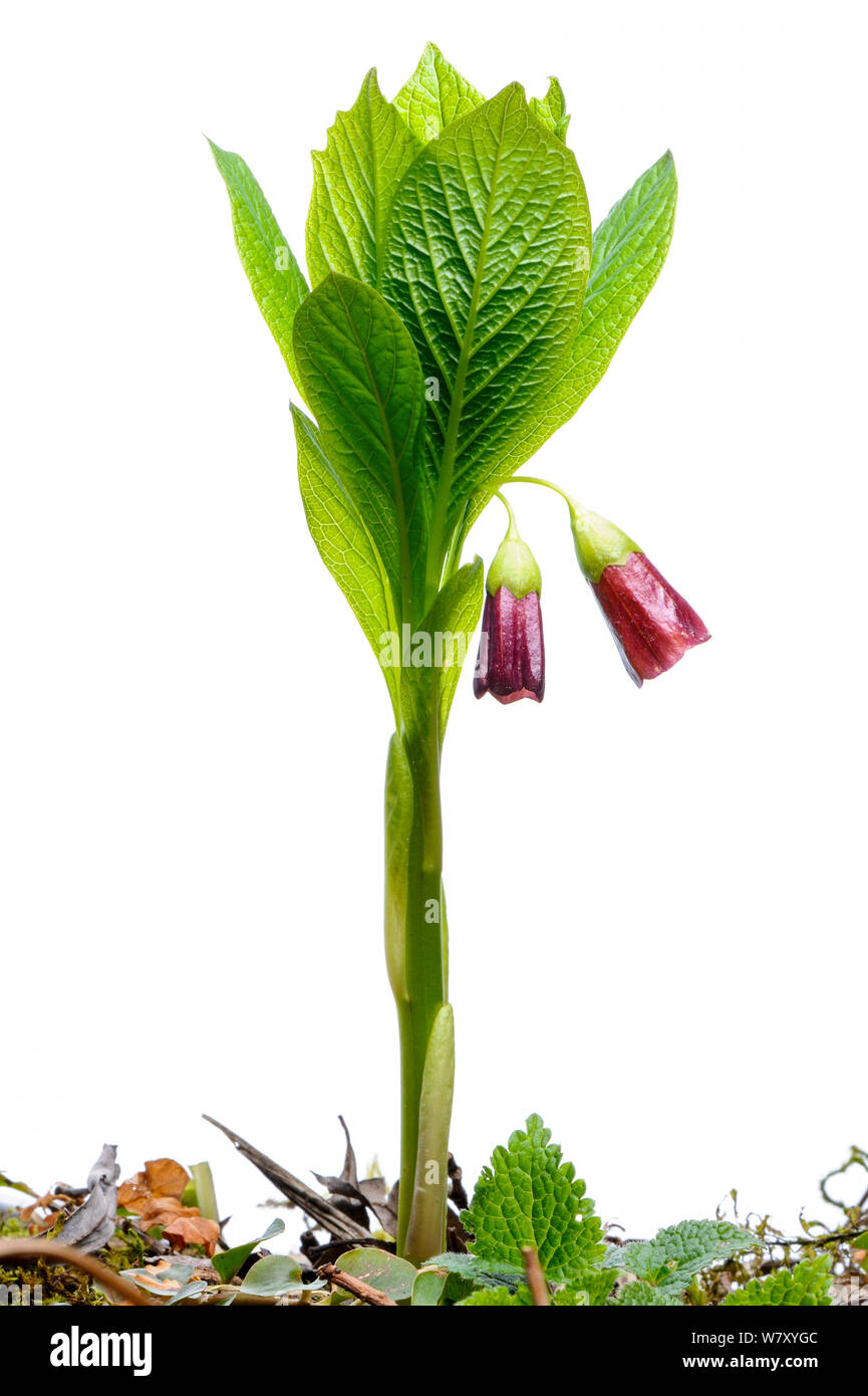 Scopolia carniolica jusquiame (Bell) en fleur, Slovénie, Europe, avril. meetyourneighbors.net project Banque D'Images