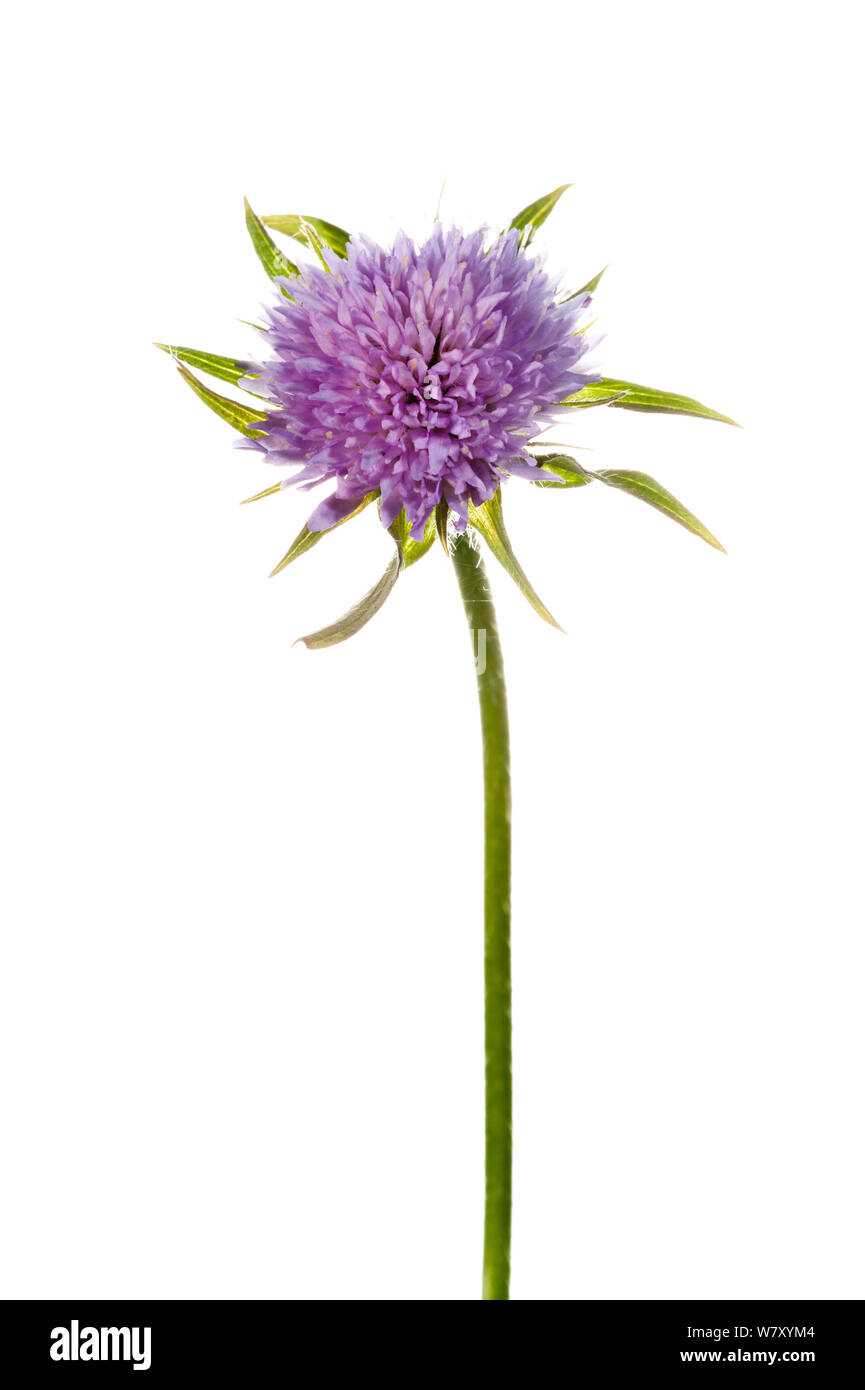 Field Scabious (Knautia arvensis), Mannheim, Baden-Wurttemberg, Allemagne, avril. meetyourneighbors.net project Banque D'Images