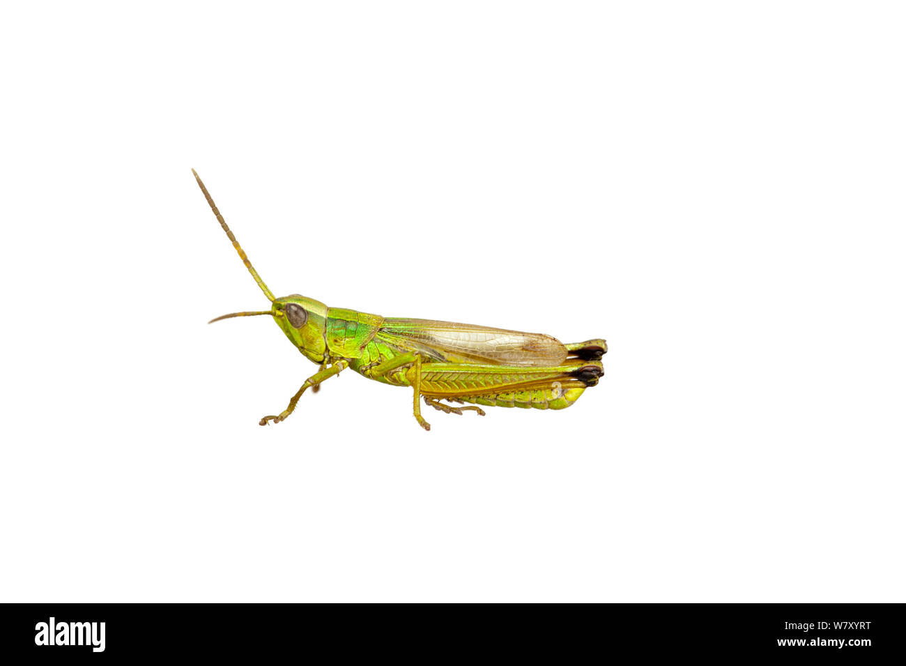 Or une grande sauterelle (Chrysochraon dispar), Erpolzheim, Rhénanie-Palatinat, Allemagne, août. meetyourneighbors.net project Banque D'Images