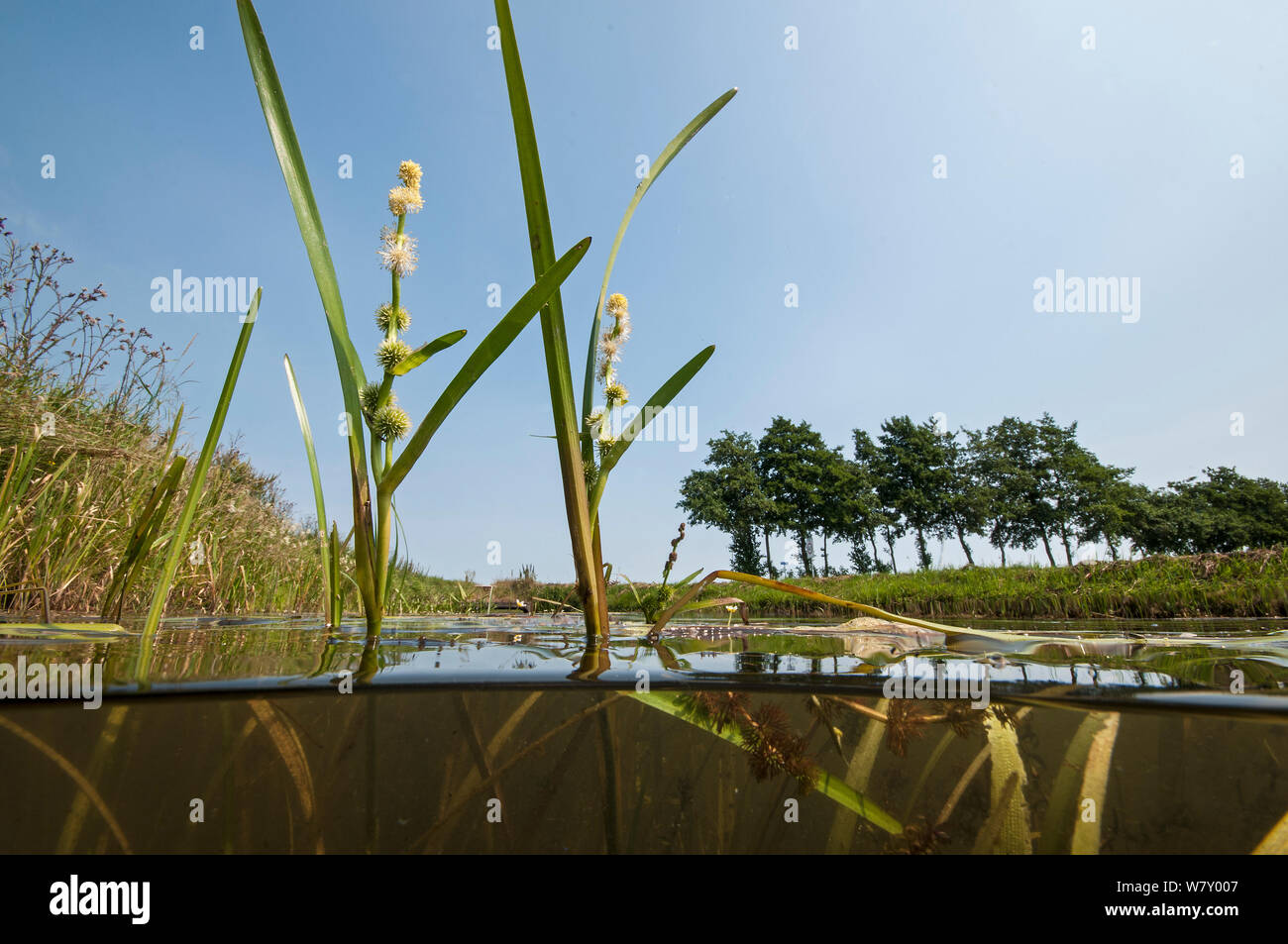 European bur-reed (Sparganium emersum) en fleur, le centre Holland. Juillet. Banque D'Images