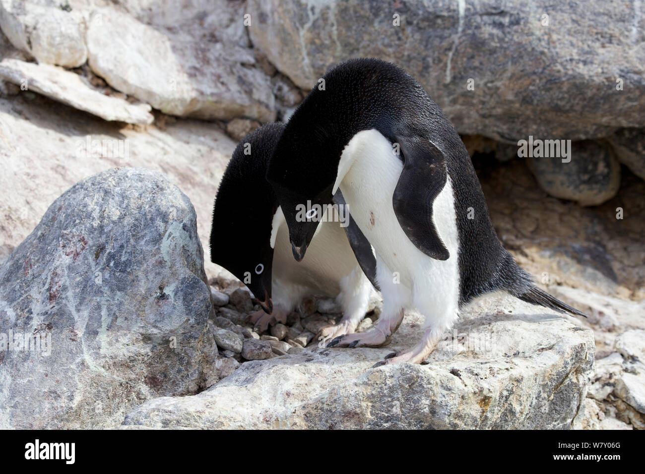 Manchot Adélie (Pygoscelis adeliae) paire courting, Antarctique. Banque D'Images