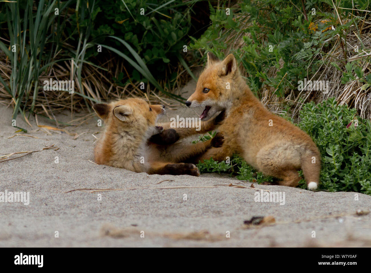 North American red fox (Vulpes vulpes) Oursons jouant, Katmai National Park, Alaska, août. Banque D'Images