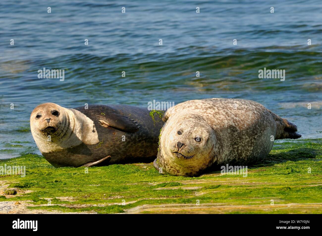 La mue deux phoques gris (Halichoerus grypus) se trouvant dans les algues sur une plage, à Thurso, Ecosse, Royaume-Uni. Juillet. Banque D'Images