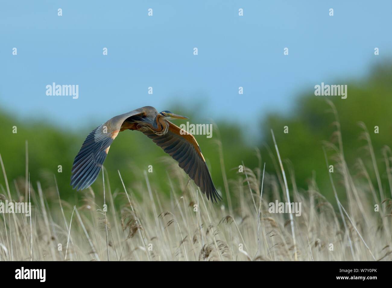 Héron pourpré (Ardea purpurea) en vol au dessus des roselières, Parc naturel régional de la Brenne / Parc Naturel Régional de la Brenne, France, Avril Banque D'Images