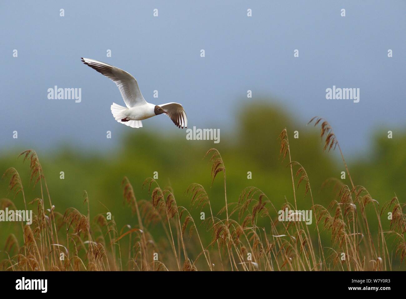 Mouette rieuse (Chroicocephalus ridibundus) en vol, plus de roselière, Parc naturel régional de la Brenne / Parc Naturel Régional de la Brenne, France, Avril Banque D'Images