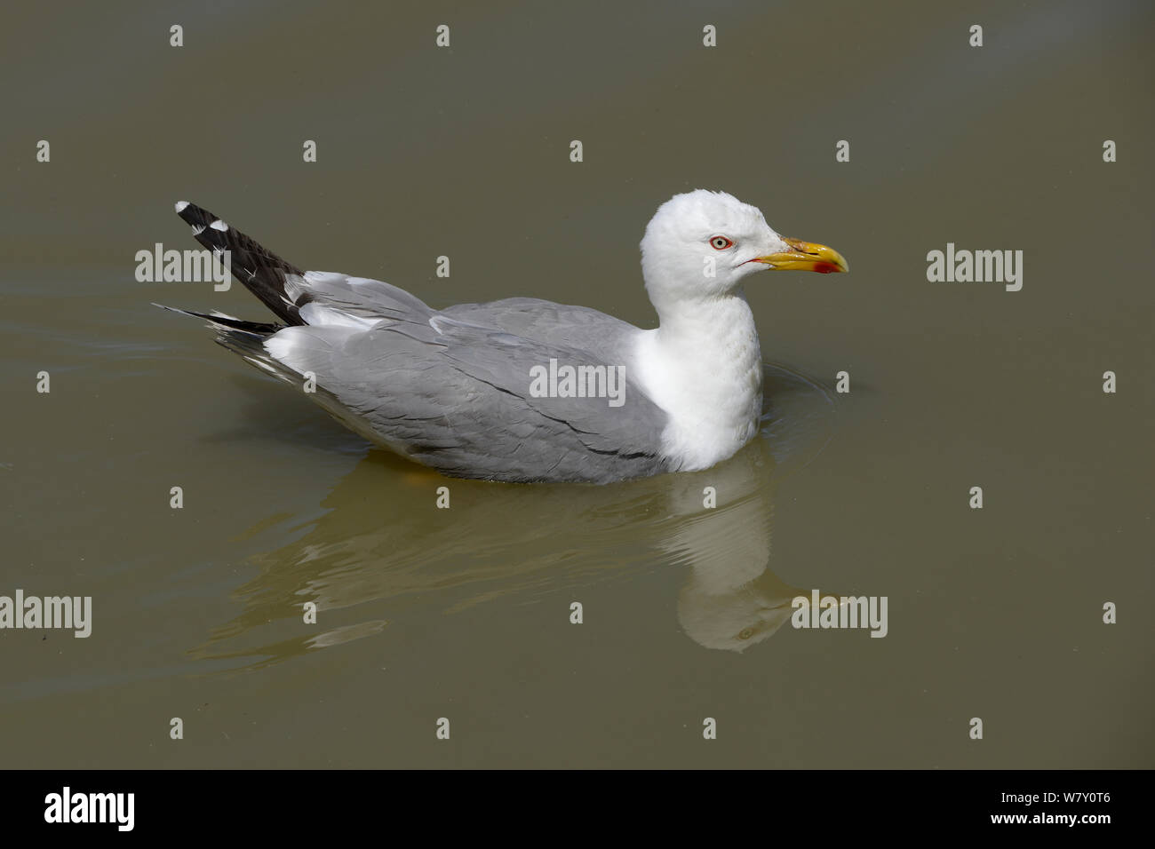 Yellow-legged Gull (Larus michahellis) natation, Camargue, France, mai Banque D'Images