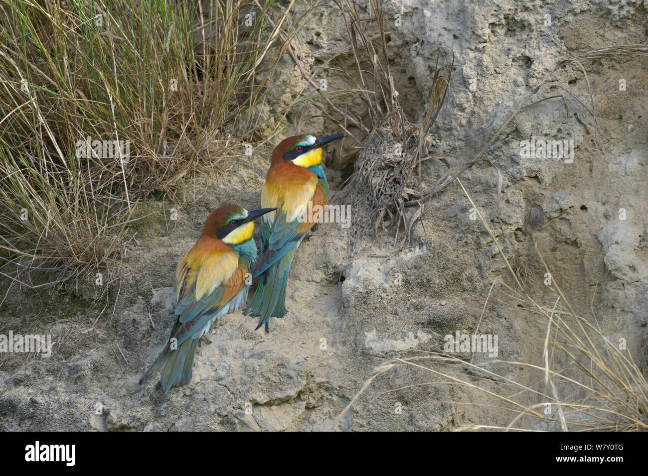 Guêpier d'Europe (Merops apiaster) paire à l'entrée du nid, l'Ariège, France, juin Banque D'Images