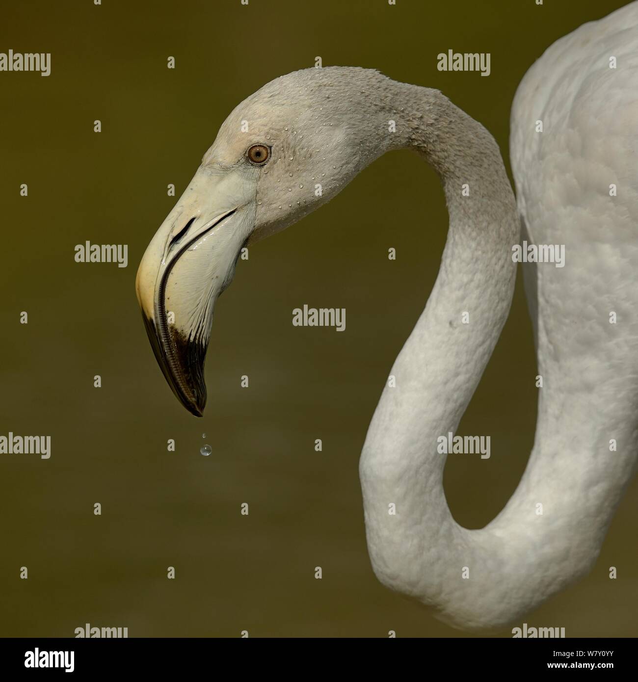 Flamant rose (Phoenicopterus roseus) juvenile, boire, Camargue, France, mai Banque D'Images