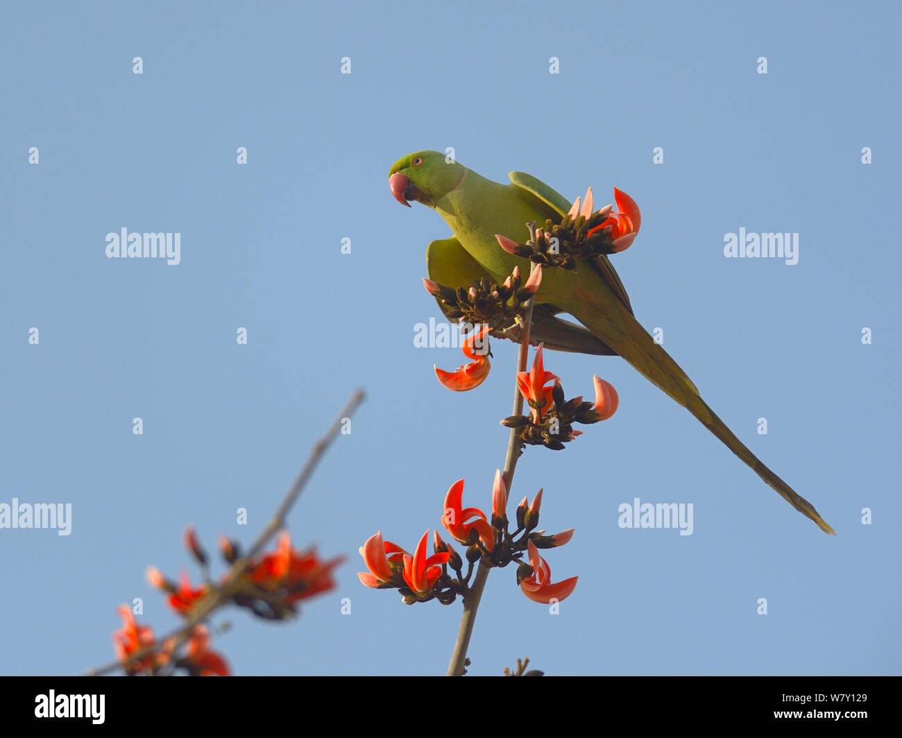 Perruche Rose (Psittacula krameri) sur une branche qui se nourrissent de graines. Ranthambhore National Park, Inde, Avril Banque D'Images