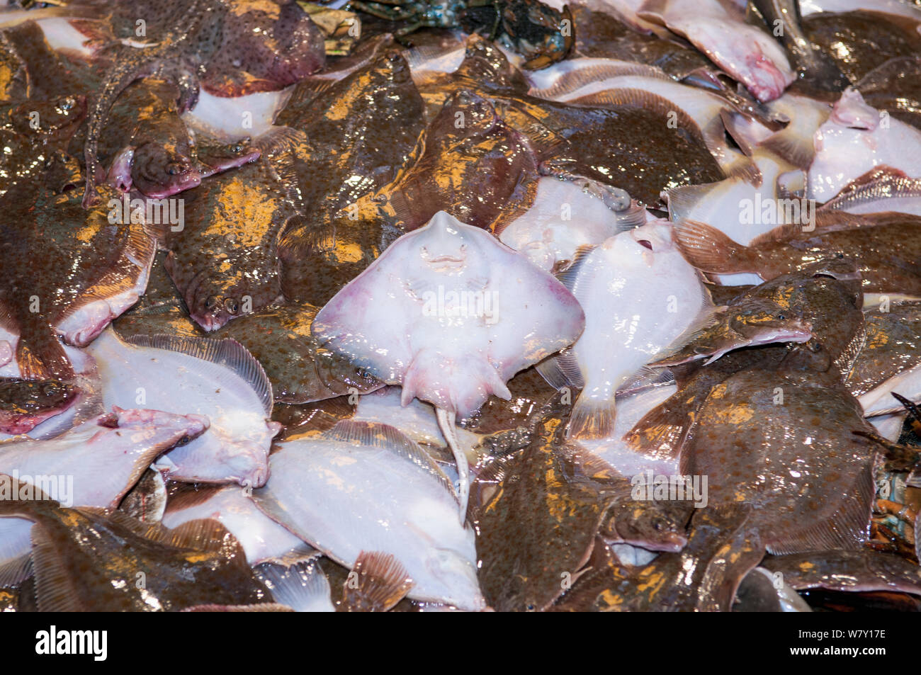 Les prises accessoires de plies de la Limande à queue jaune (Limanda ferruginea) et peu tachetée (Leucoraja erinacea) sur le pont du chalutier de pêche. Banc Stellwagen Banques, New England, United States, Nord de l'océan Atlantique, mars 2009. Banque D'Images