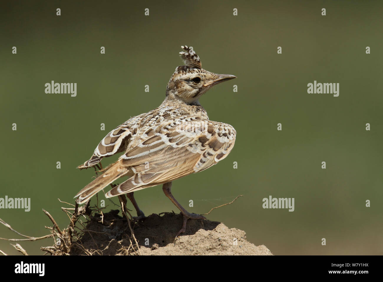 Galerida cristata Crested lark (juvénile), Oman, avril. Banque D'Images