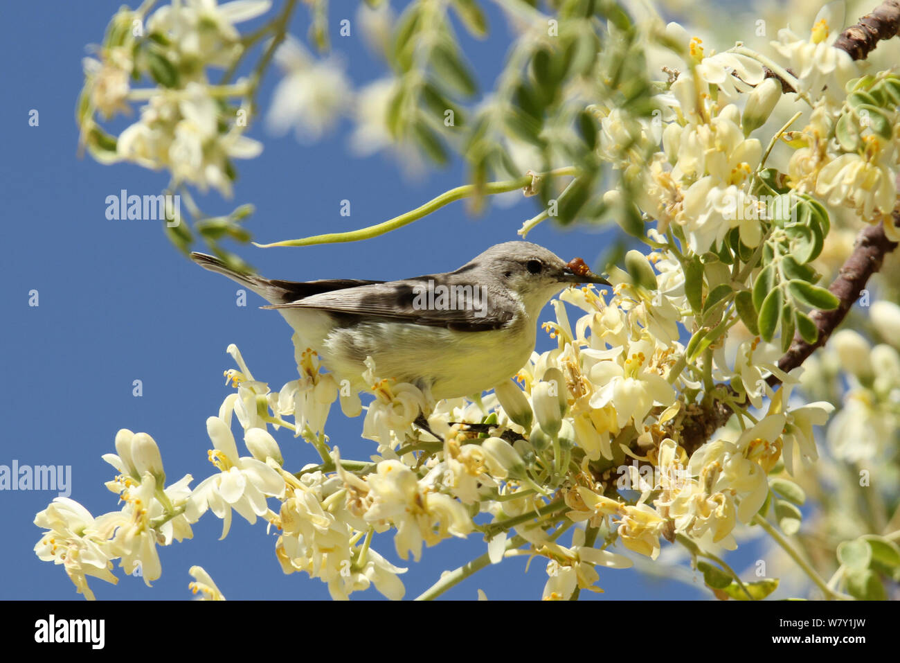 Vallée du Nil sunbird (Hedydipna metallica) alimentation femelle, Oman, février. Banque D'Images