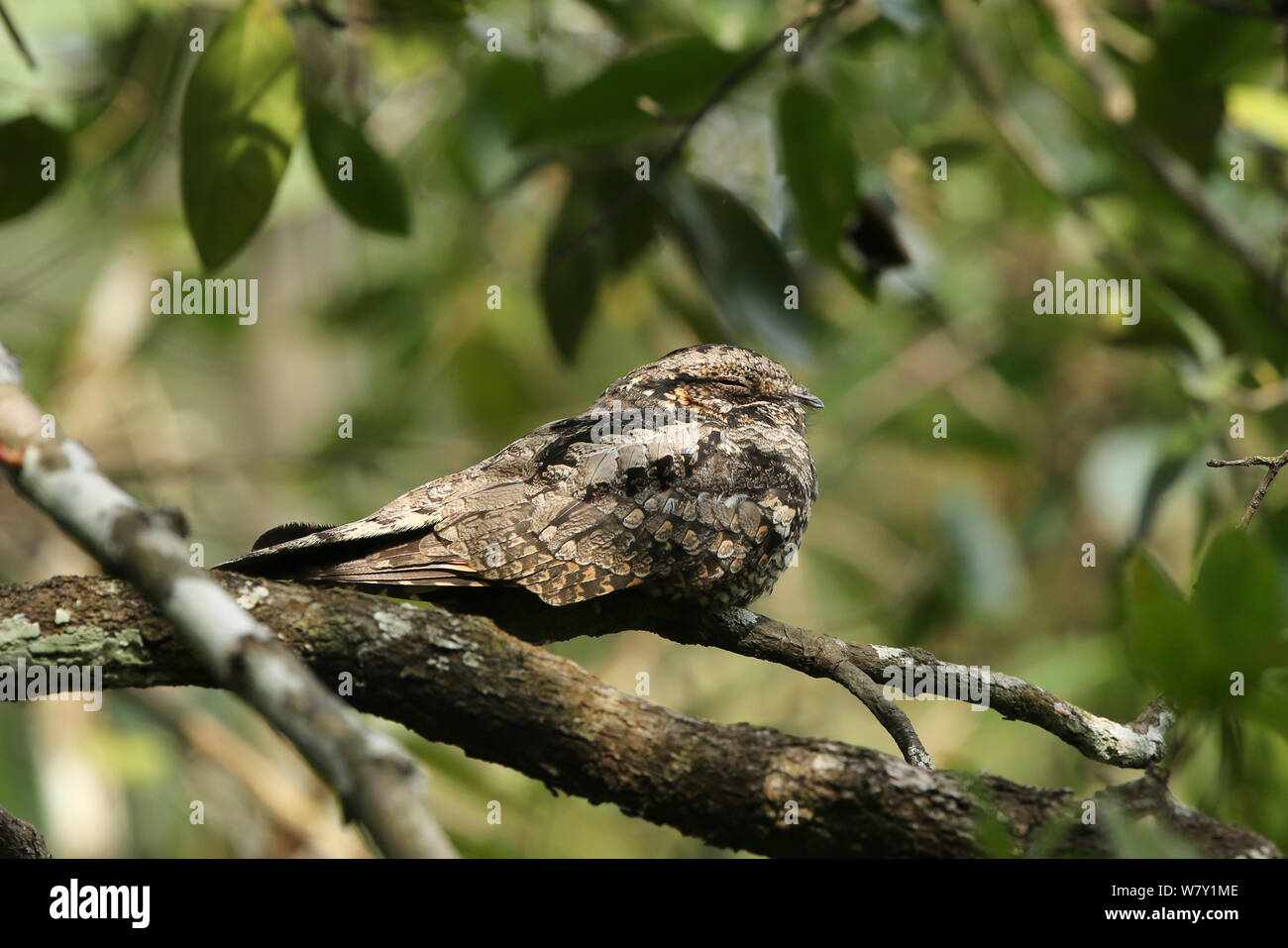 Or (Jungle indicus) sur une branche, l'Inde, janvier. Banque D'Images