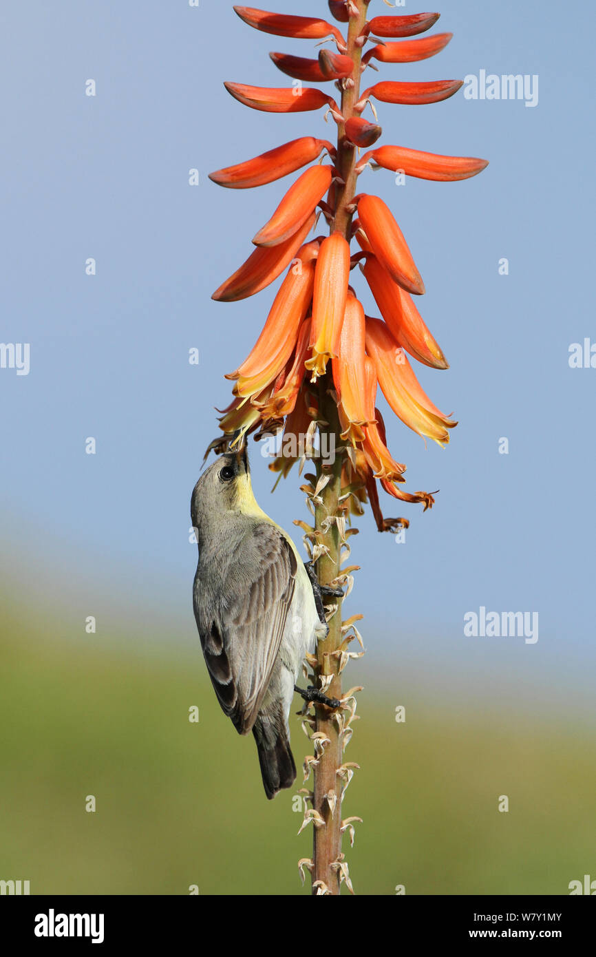 Purple sunbird (Chalcomitra asiaticus) alimentation femelle, Oman, janvier. Banque D'Images