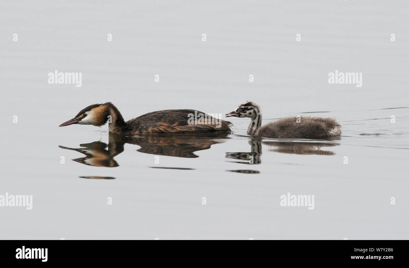 Grèbe huppé (Podiceps cristatus) et des poussins de la natation. Göttingen, Basse-Saxe, Allemagne, Juillet. Banque D'Images Grèbe huppé (Podiceps cristatus) et des poussins de la natation. Göttingen, Basse-Saxe, Allemagne, Juillet. Banque D'Images