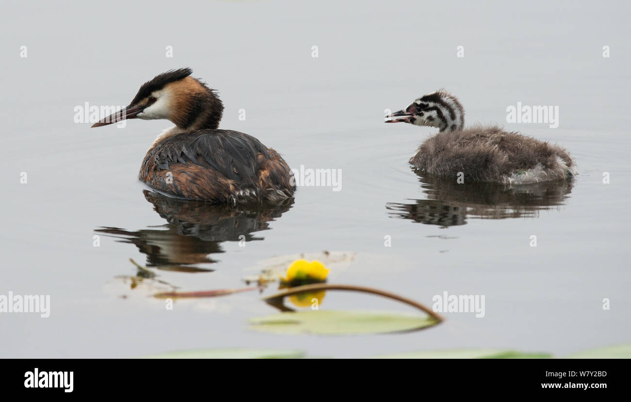 Grèbe huppé (Podiceps cristatus) sur l'eau avec chick mendier de la nourriture. Göttingen, Basse-Saxe, Allemagne, Juillet. Banque D'Images Grèbe huppé (Podiceps cristatus) sur l'eau avec chick mendier de la nourriture. Göttingen, Basse-Saxe, Allemagne, Juillet. Banque D'Images