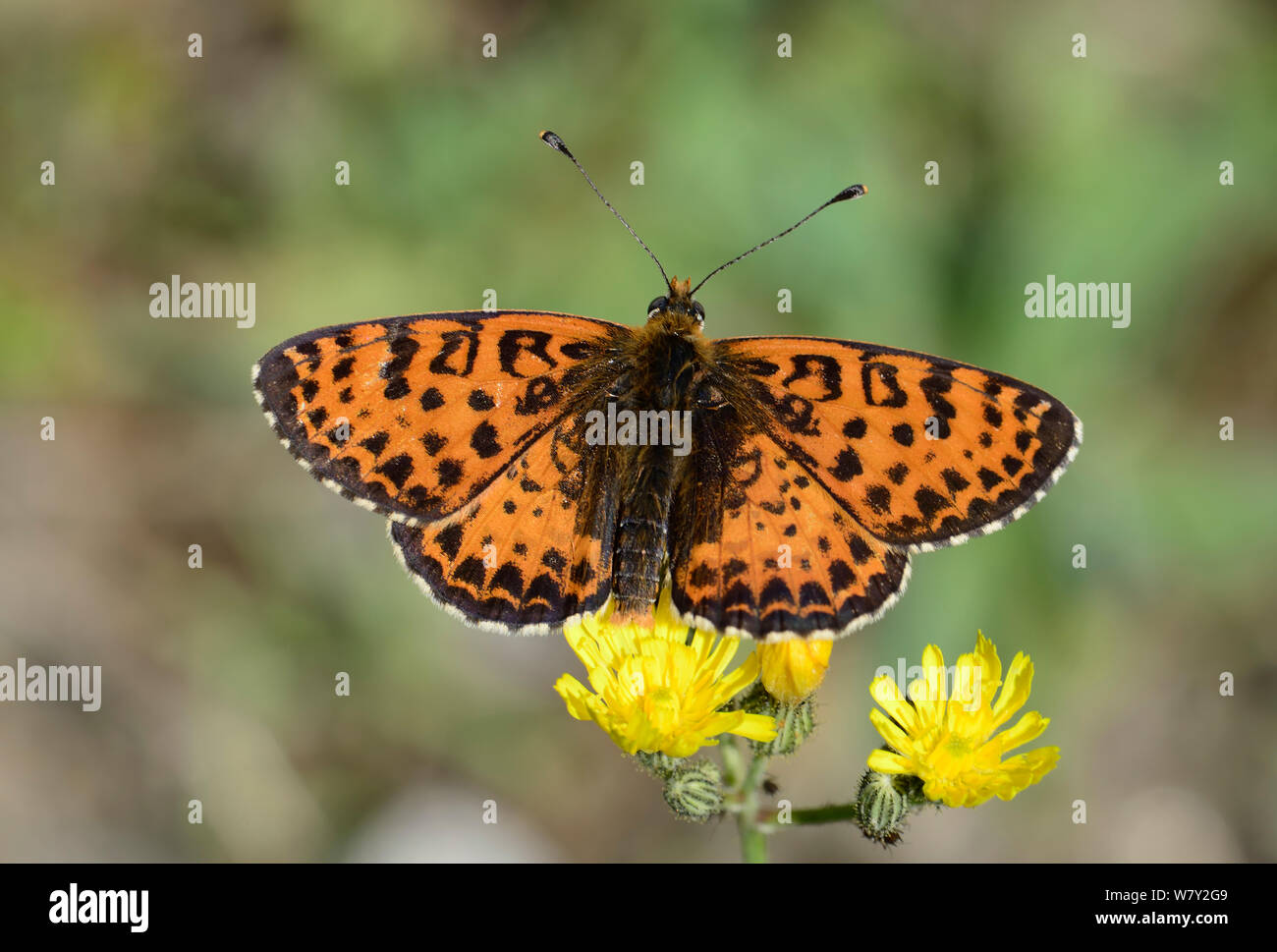 Spotted Fritillary butterfly (Melitaea didyma) Saint Sauveur sur Tinee, Parc National du Mercantour, Provence, France, juin. Banque D'Images