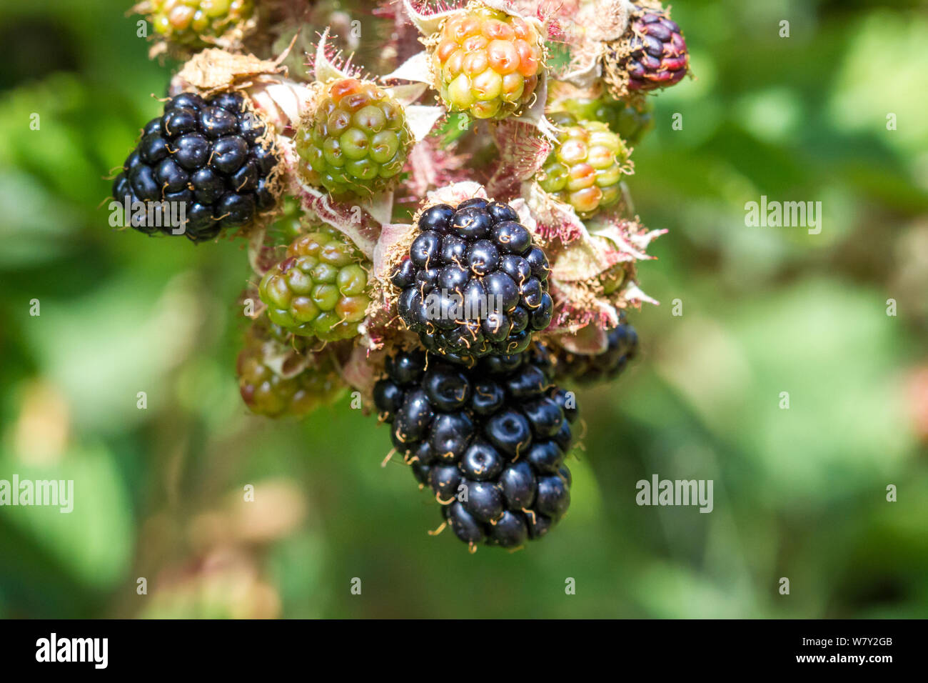 Bramble berry dans la forêt Banque D'Images