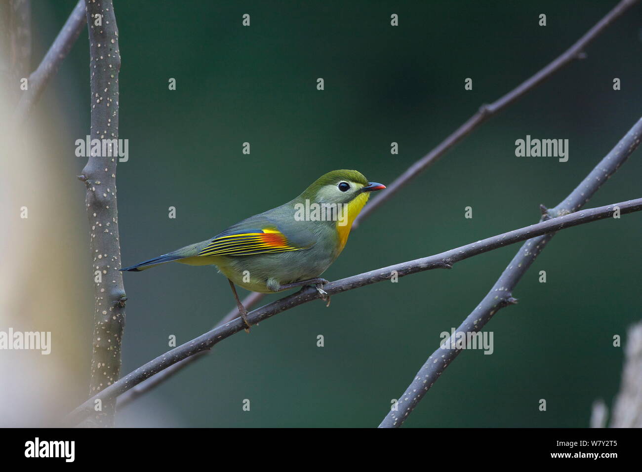 Red-billed Leiothrix (Leiothrix lutea) perché, Gongga Mountain National Nature Reserve, Luding county, province du Sichuan, Chine. Banque D'Images